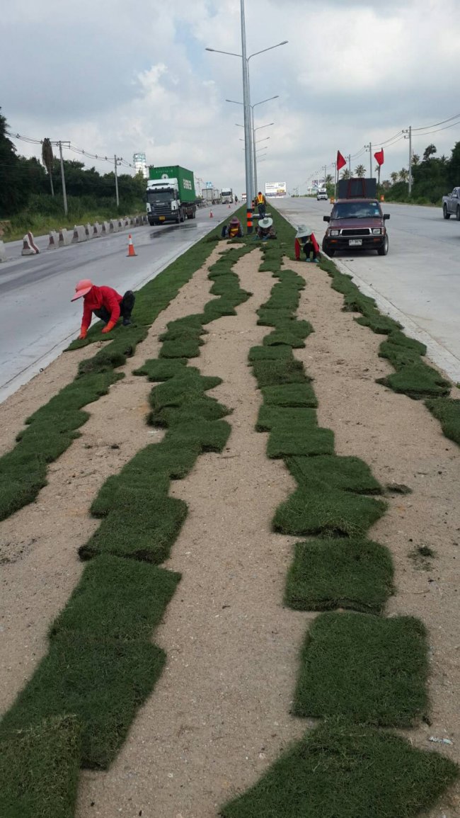 งานปูหญ้า 40,000 ตรม 